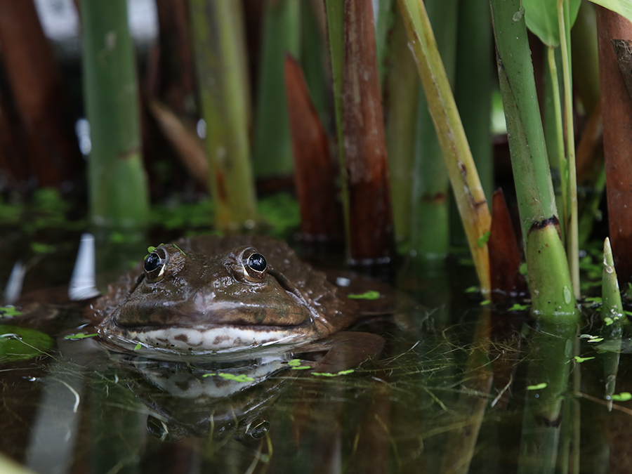 American bullfrog