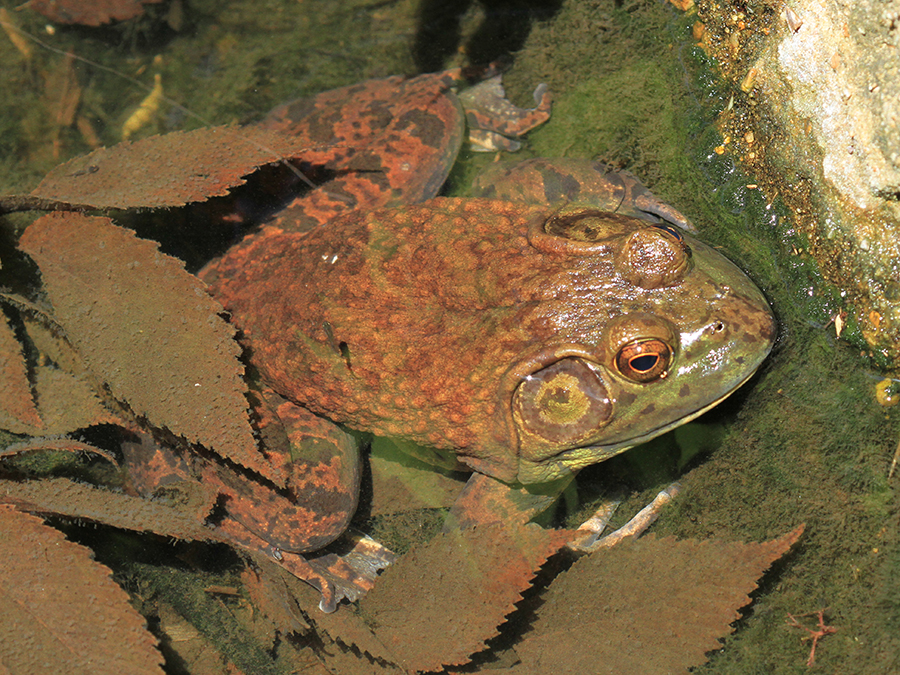 American bullfrog