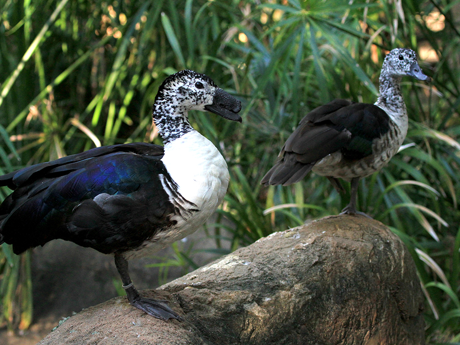 American comb duck