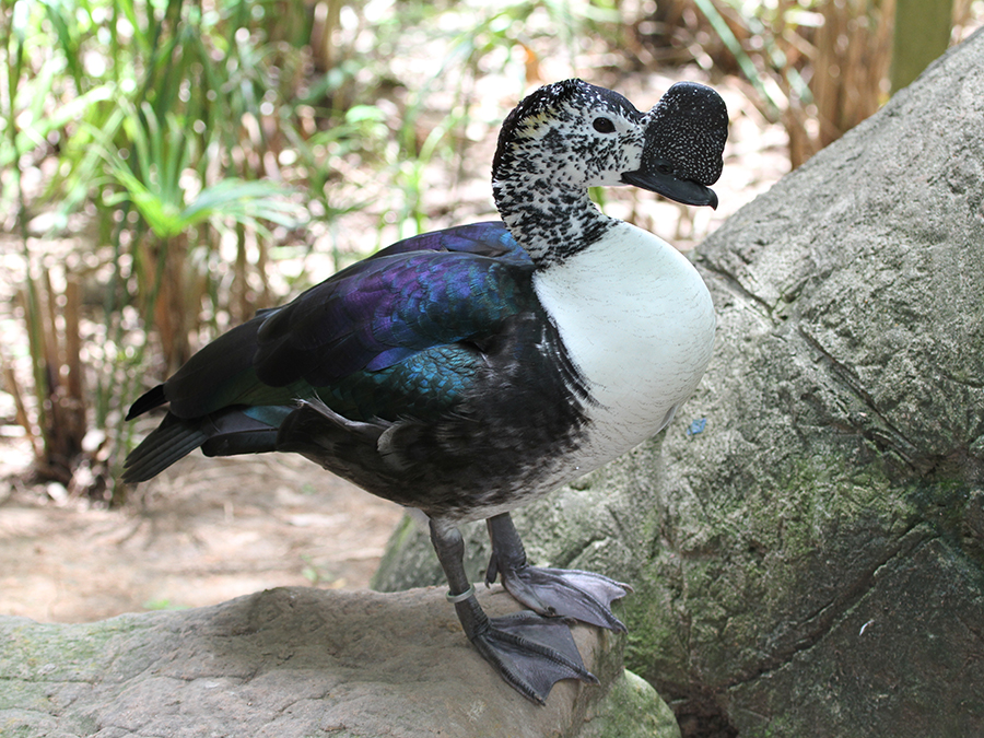 male comb duck