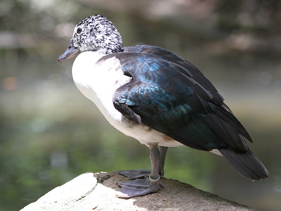 female comb duck