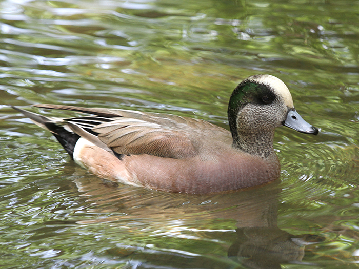 American wigeon male swimming