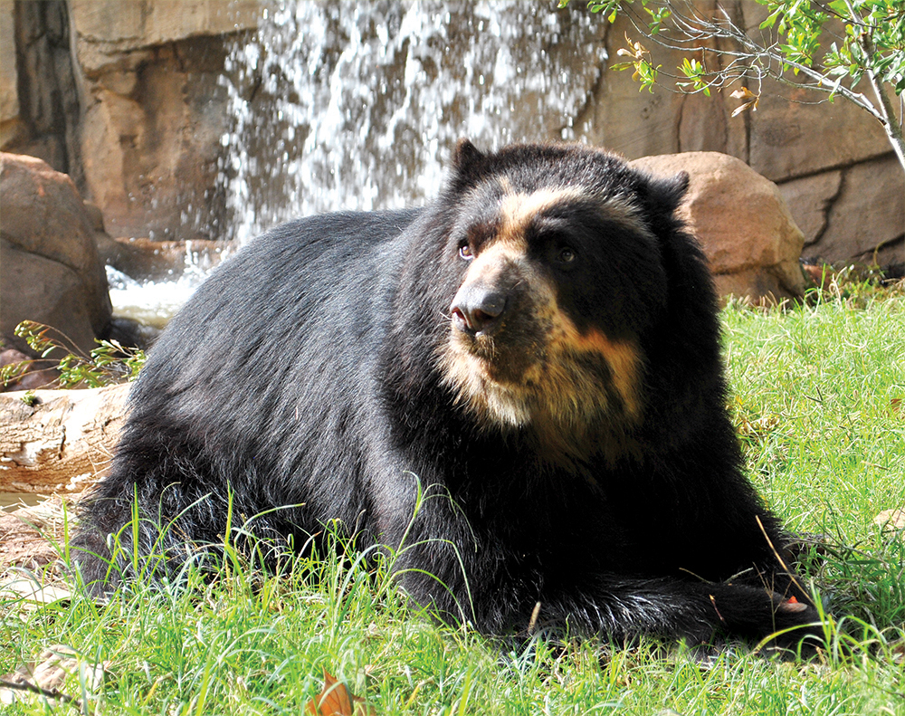 Andean bear in front of waterfall
