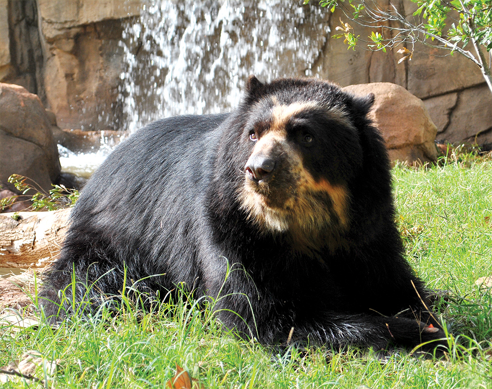 Andean bear