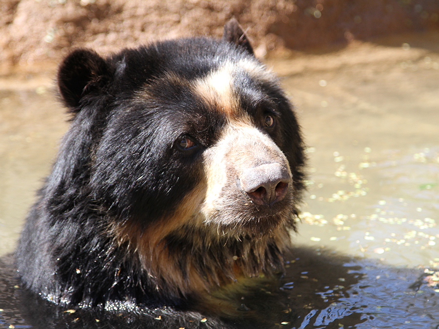 Andean bear