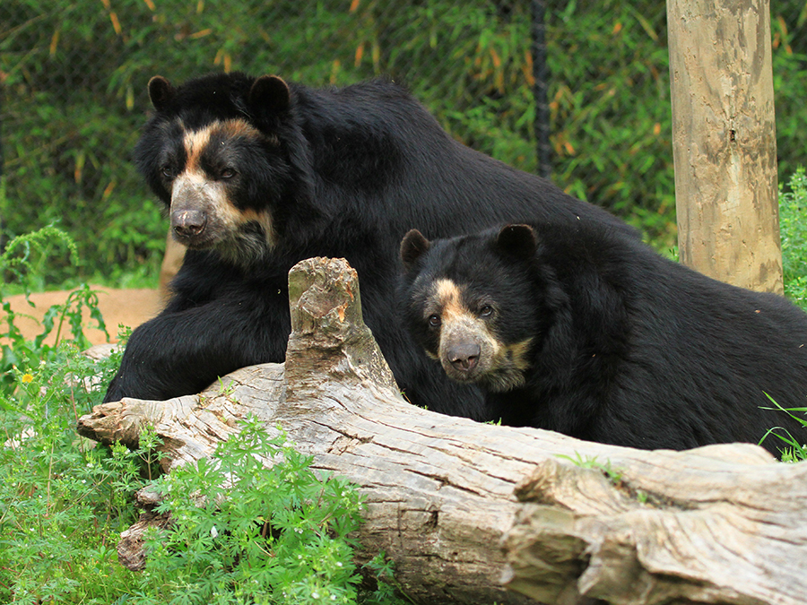 Andean bear