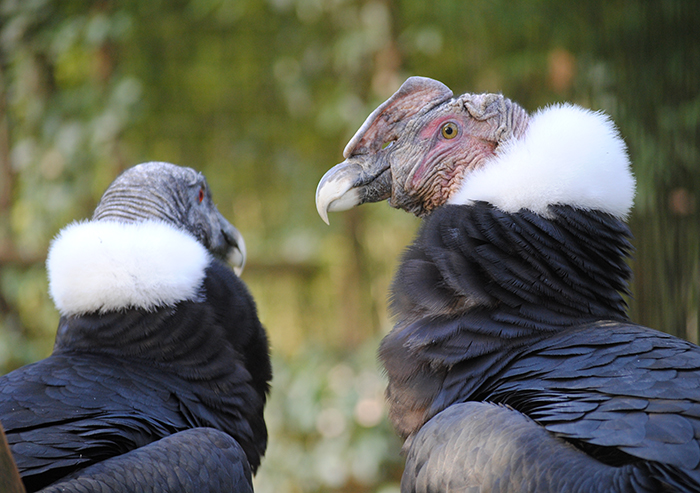 Andean condor