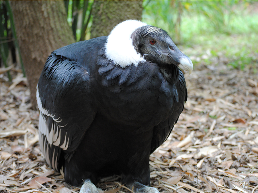 female Andean condor