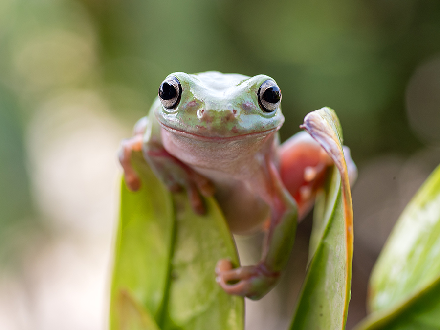 Australian tree frog