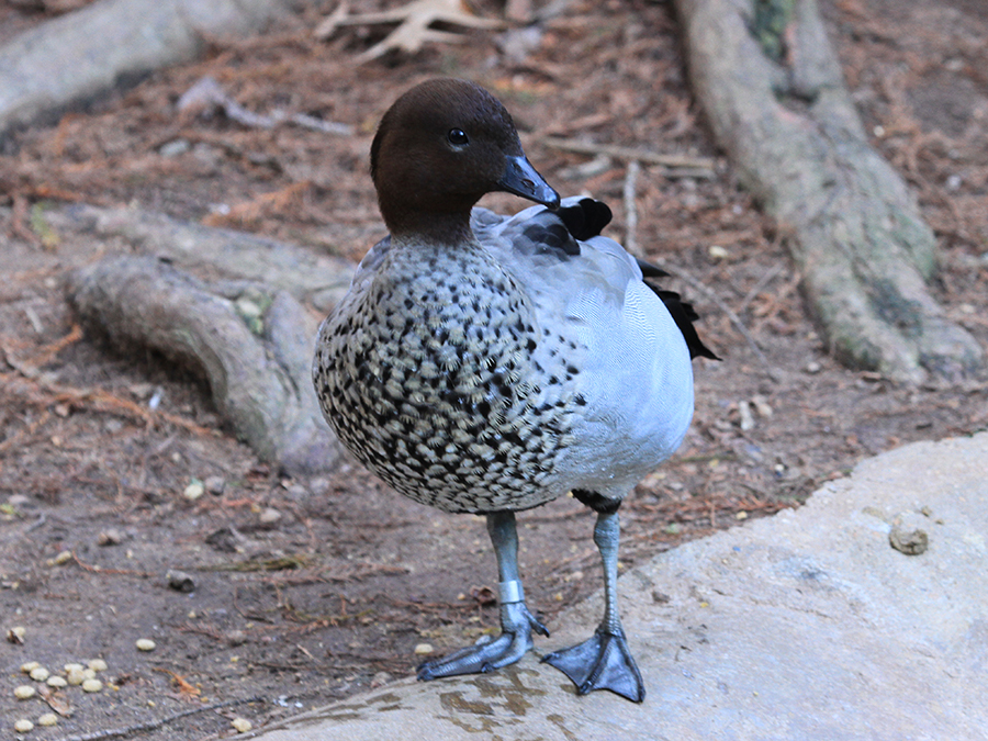 Australian wood duck male