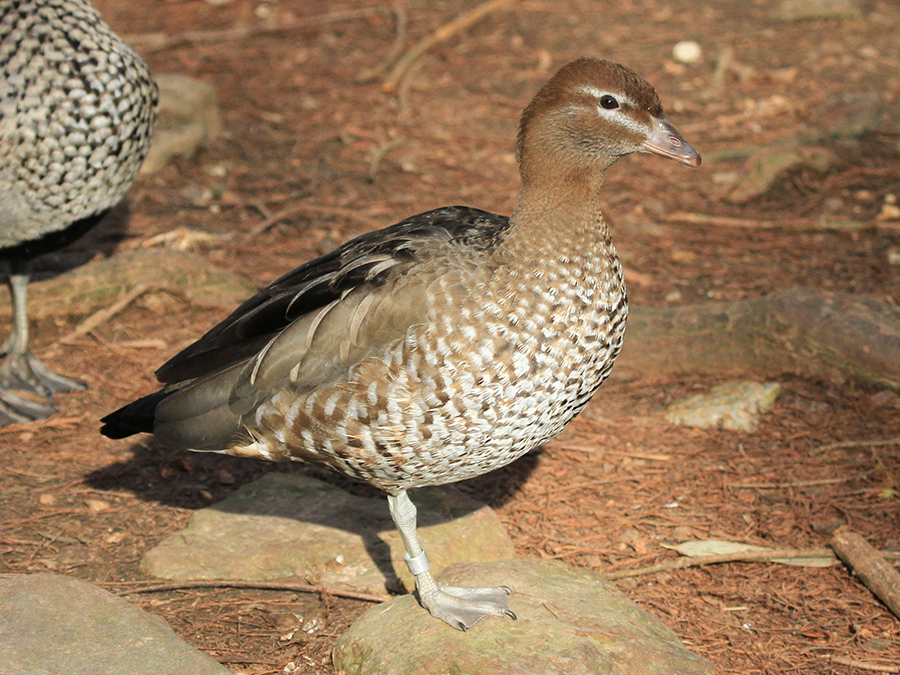 Australian wood duck female