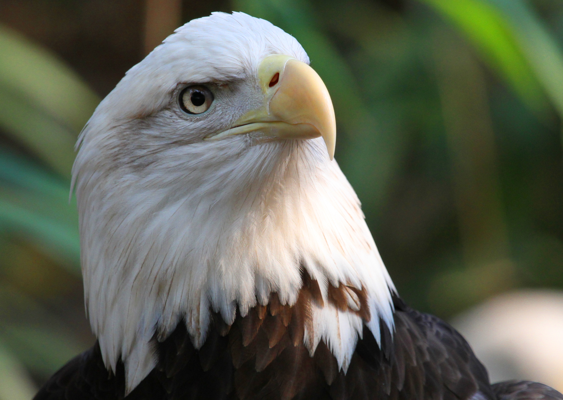 bald eagle