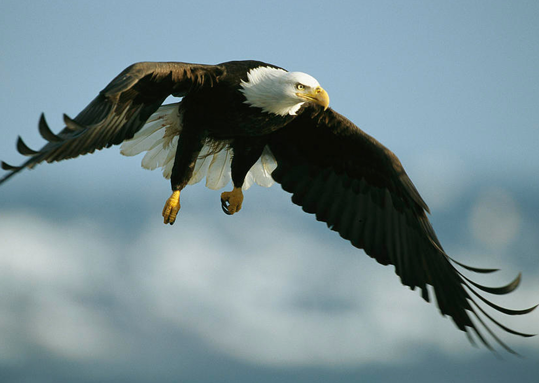 eagle flying