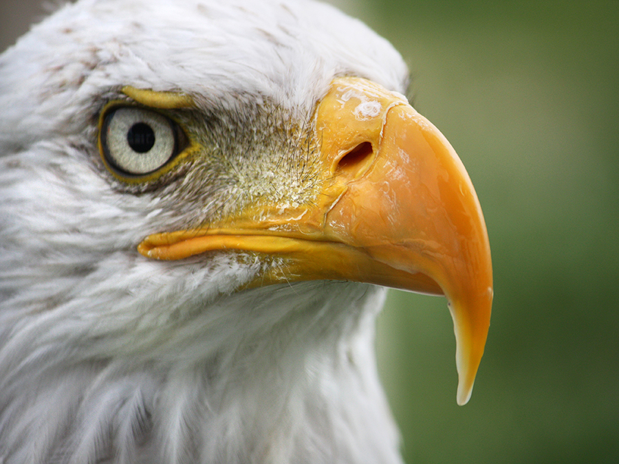 bald eagle