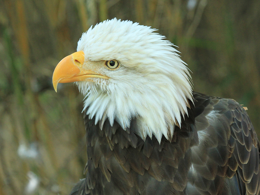 bald eagle