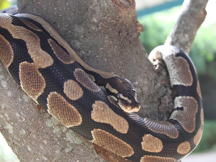 ball python in tree