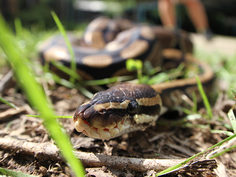 ball python