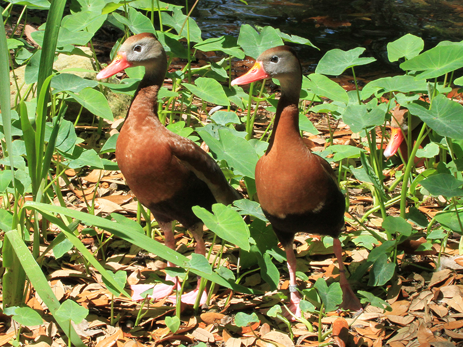 black-bellied whistling duck