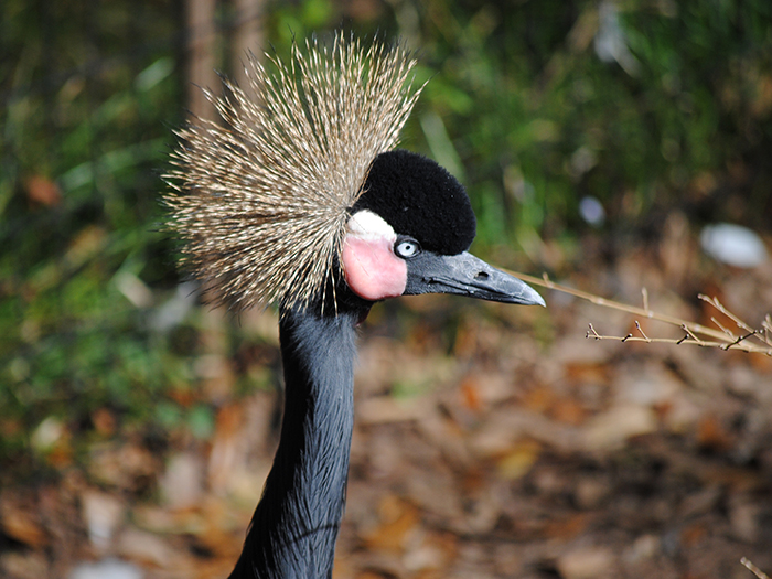 black crowned crane