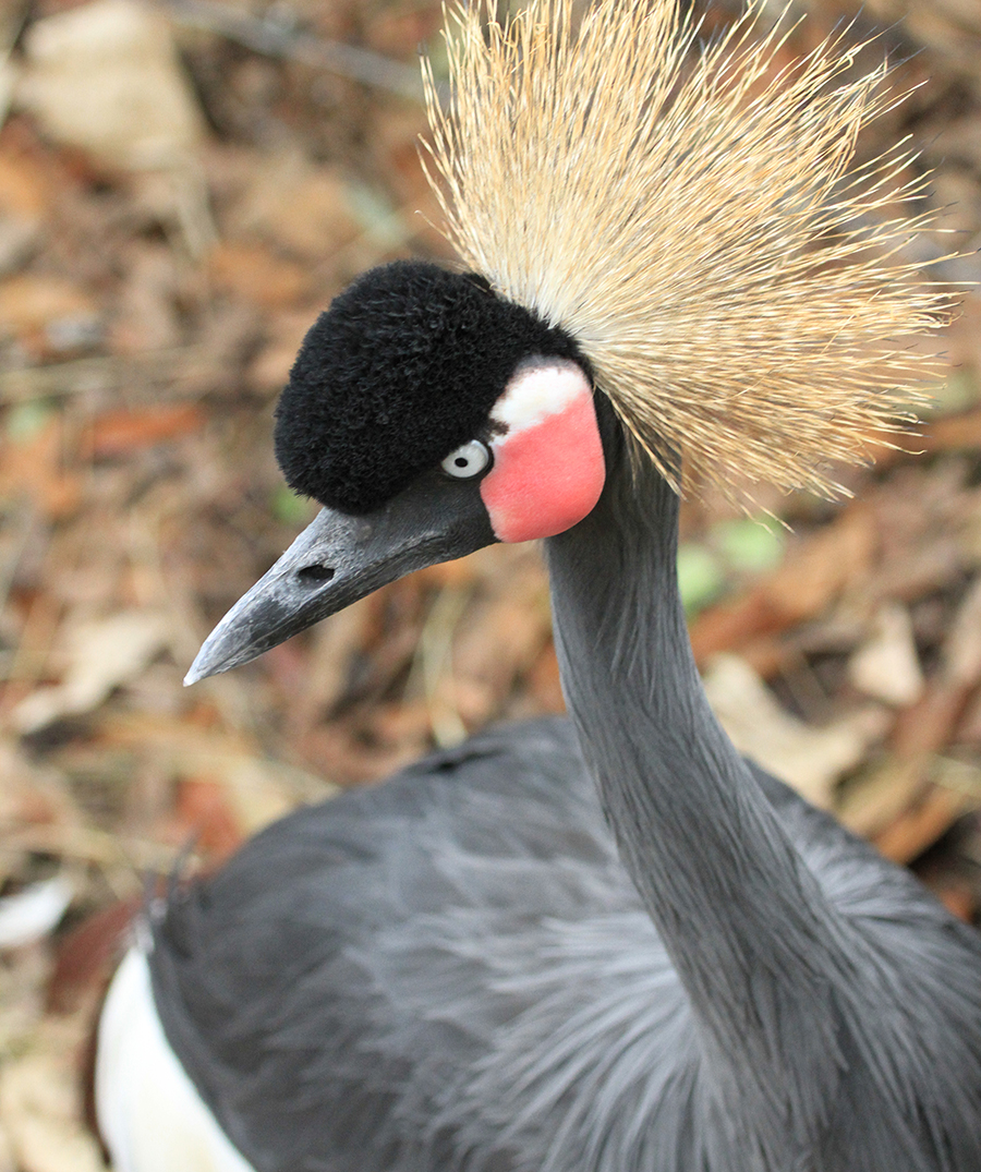 black crowned crane