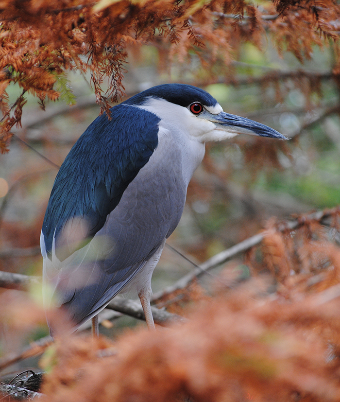 black crowned-night heron