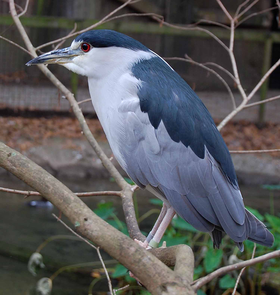 black-crowned night heron