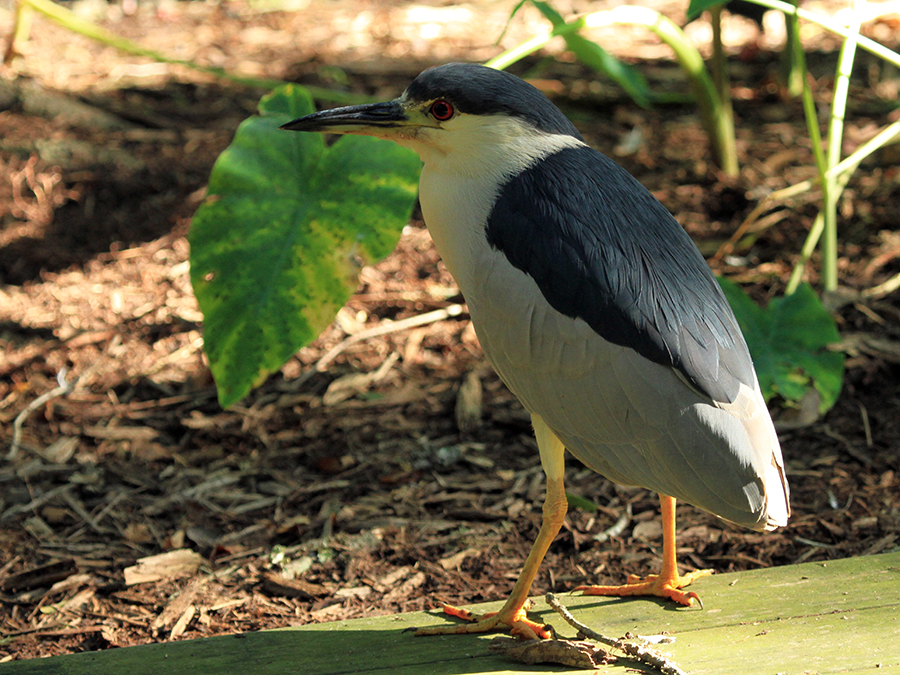 black-crowned night heron