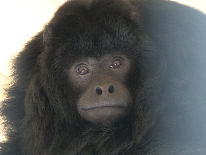 male howler monkey