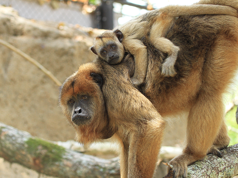 female and juvenile howler monkey