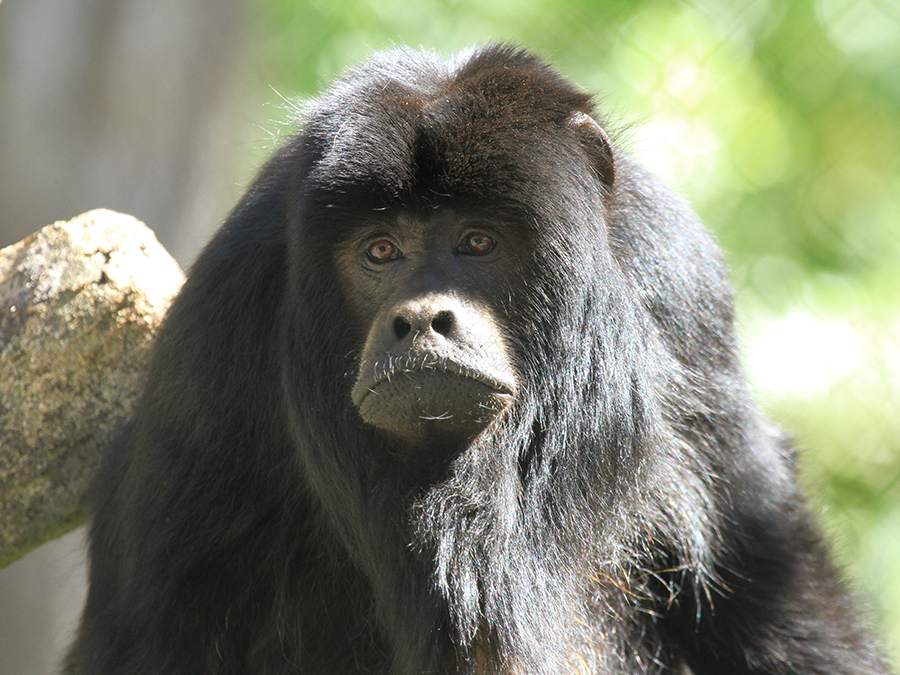 male howler monkey