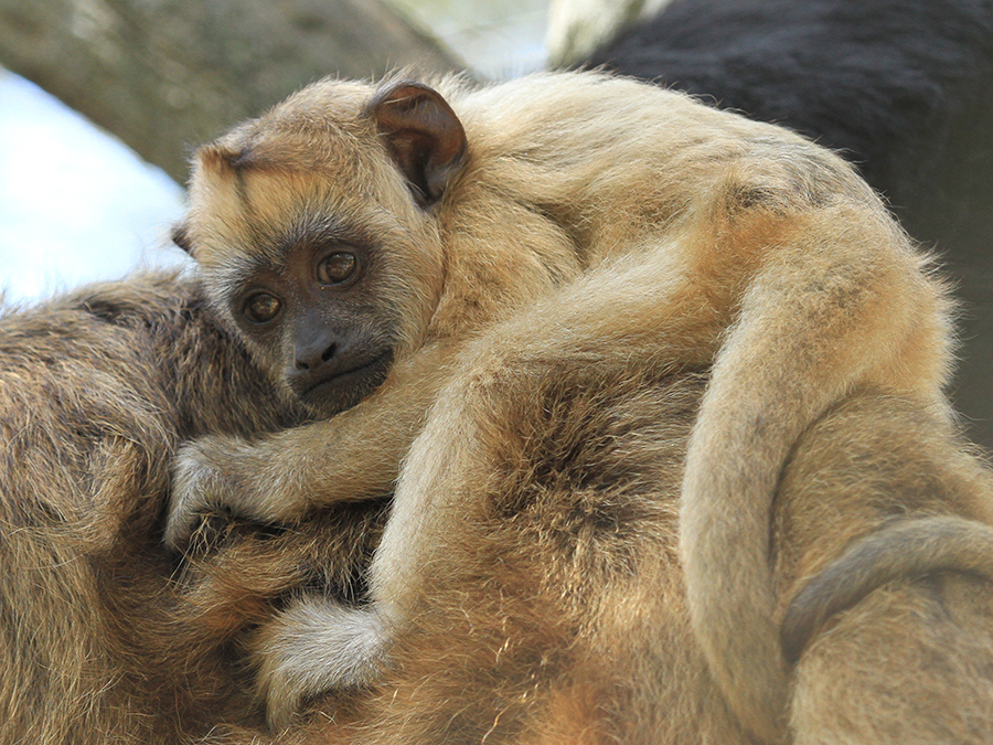 juvenile howler monkey