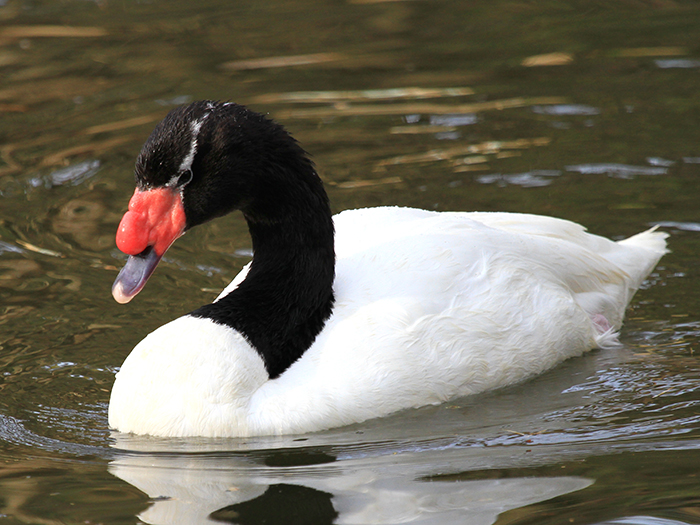 black-necked swan