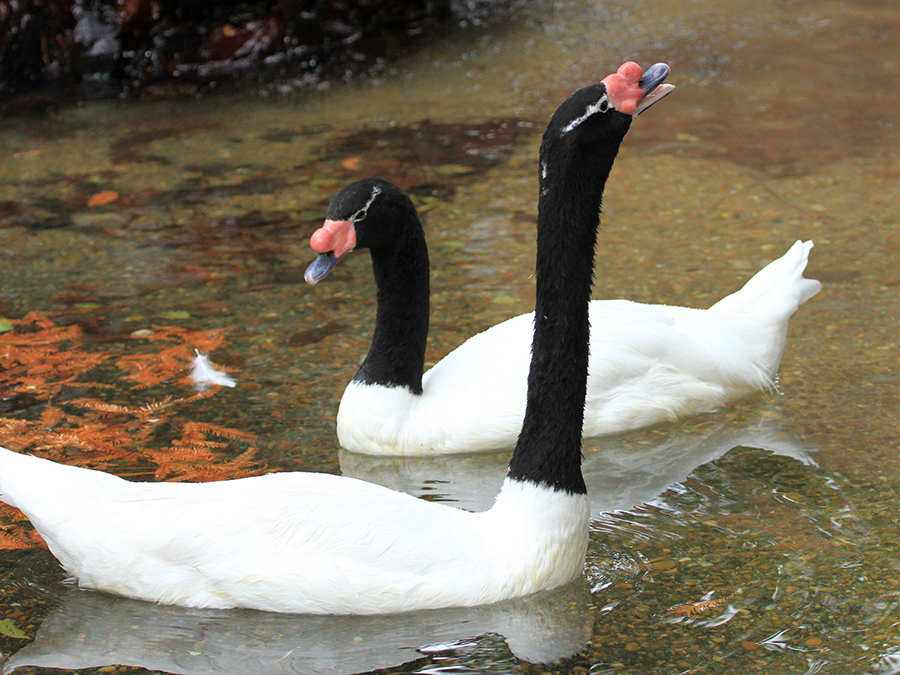 black-necked swan