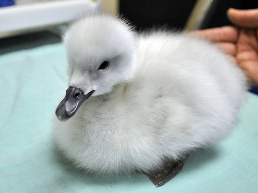 black-necked swan