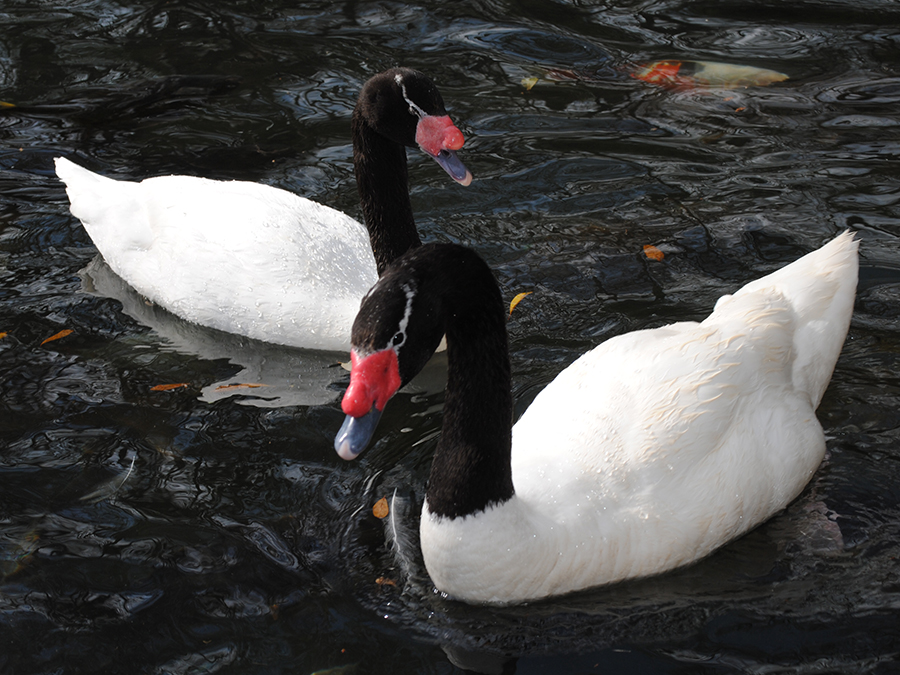 black-necked swan