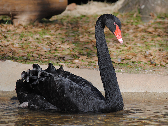 black swan