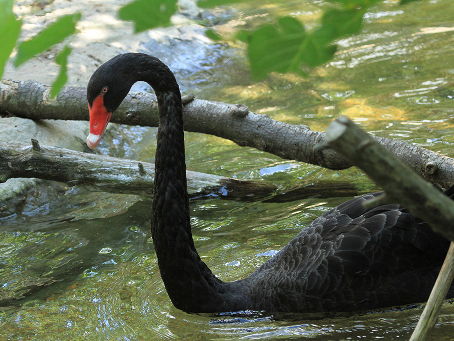 black swan