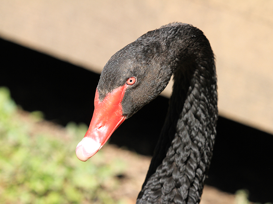 black swan