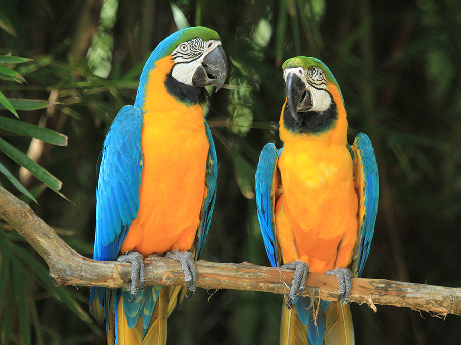 blue and gold macaw