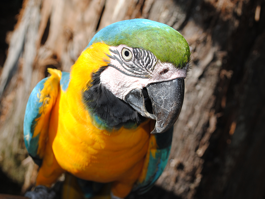 blue & gold macaw