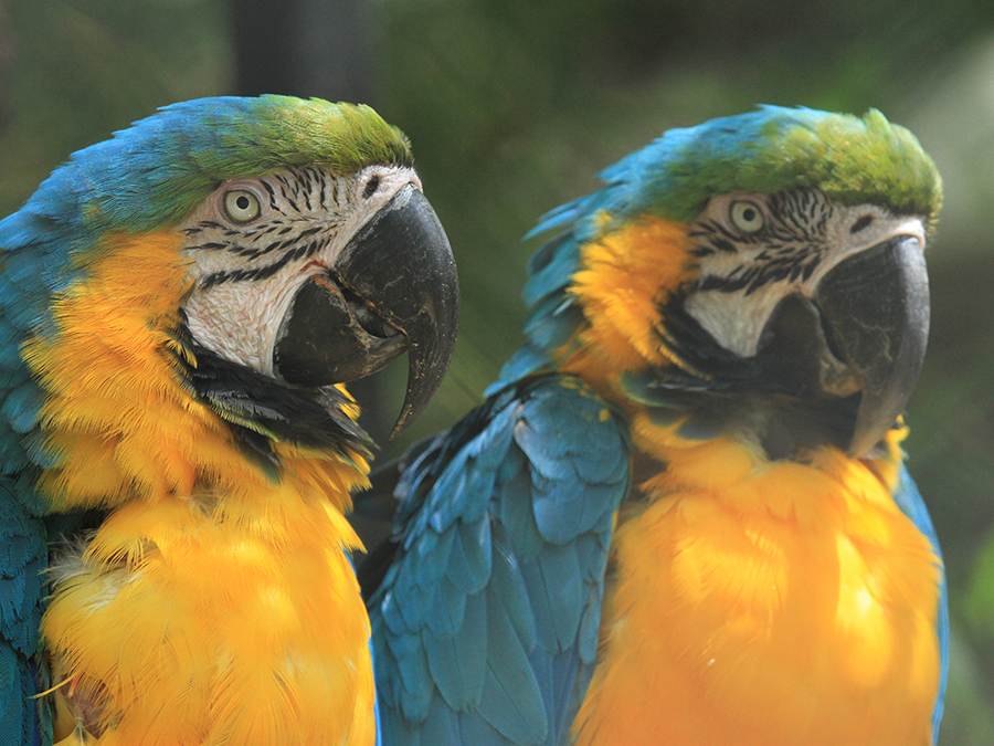 blue & gold macaw
