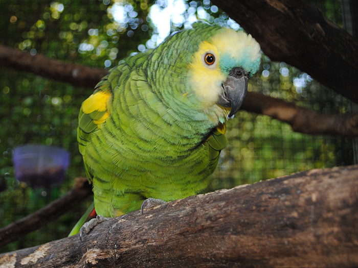 blue-fronted amazon