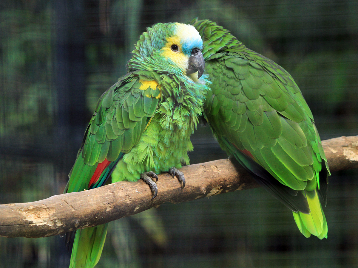 blue-fronted amazon