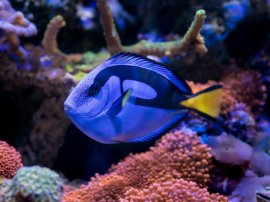 blue tang