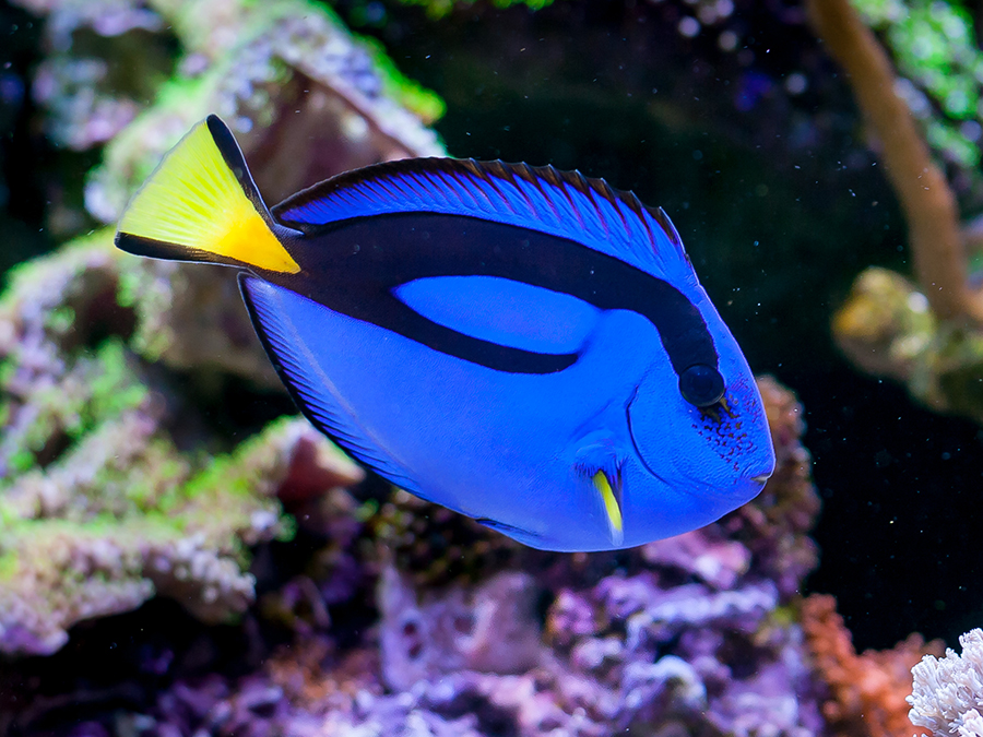 Blue Tang: The Ultimate Hair Algae Cleaner - wide 7