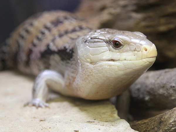 blue-tongued skink