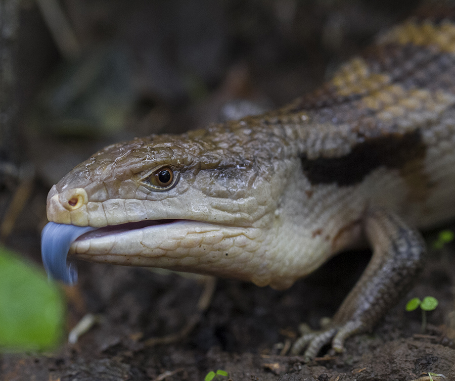 blue-tongued skink