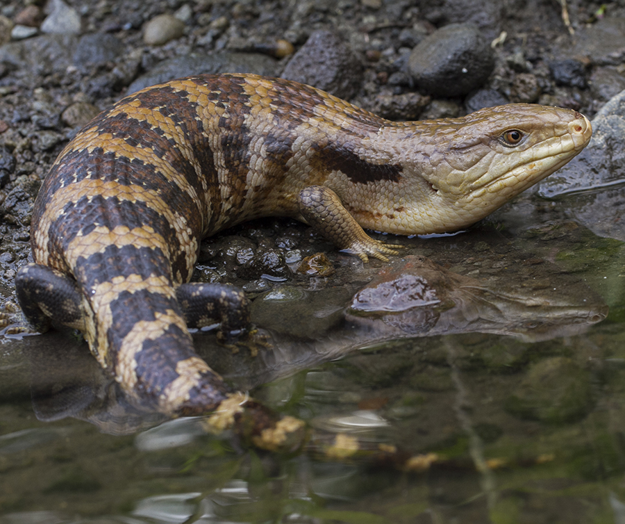 blue-tongued skink