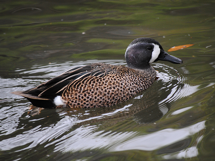 blue-winged teal