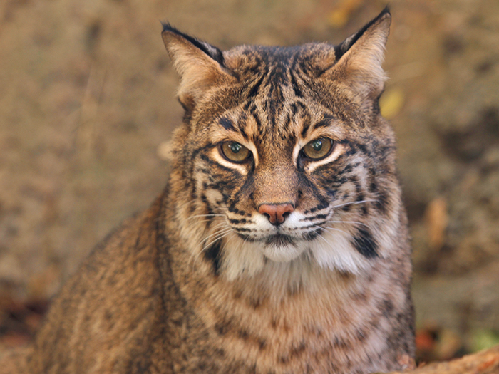 bobcat